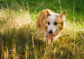 Two Corgi dogs at the park on sunny day