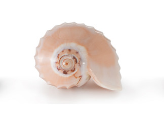 Obraz premium Sea shells on a white solated background