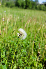 Dandelion in the field