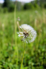 Dandelion in the field