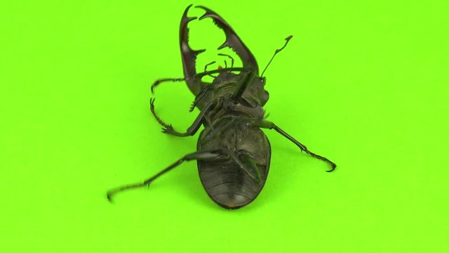 Lucanus cervus on green screen