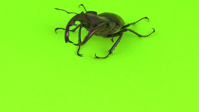 Lucanus cervus on green screen
