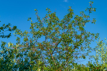 Pianta di visciole in primavera