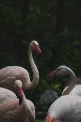 Flamingo in the zoo.