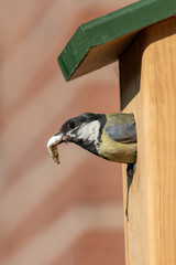 Great tit with a slug at its birdhouse © Peter van Dam