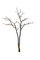 Single old and dead tree isolated on white background