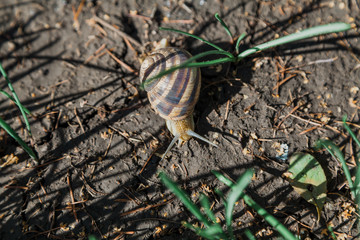 Snail crawling on ground