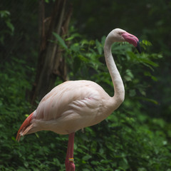 Flamingo in the zoo.