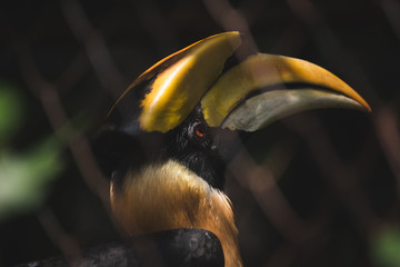 Great hornbill in the zoo