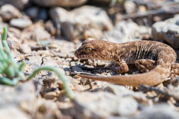 Close up cute small Even-fingered gecko genus Alsophylax on ground