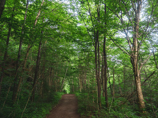 Forest Walk Path