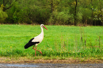 White stork Ciconia ciconia walking in the woods