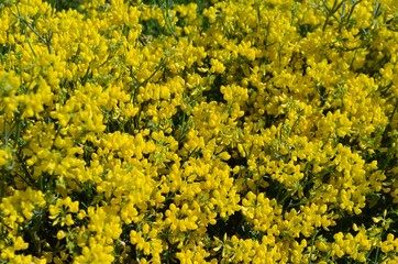 field of yellow flowers in sunlight