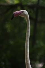 Fototapeta premium Flamingo in the zoo.
