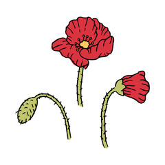 red poppy flower element, nature vector illustration