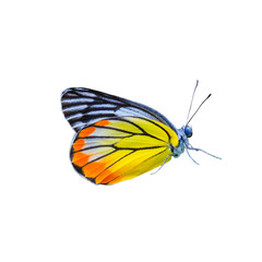 Beautiful colored butterflies on a white background