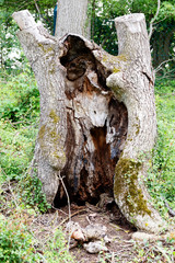 hollowed out stump, trunk, decay