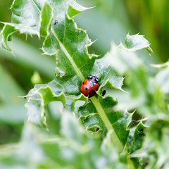 Ladybug on leaf with blurred aphids