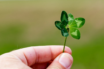 six leaf cloverleaf, lucky charm