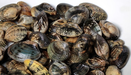 Frische Herzmuscheln