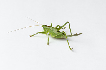 Green grasshopper Tettigonia cantans isolated on white background close-up, live insect
