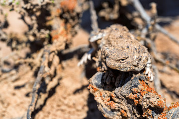 Close portrait of Phrynocephalus helioscopus agama in nature