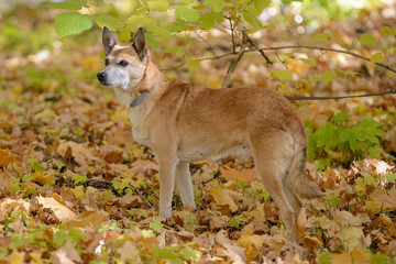 Red-haired little dog in the forest in the sun