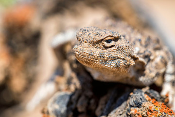 Close portrait of Phrynocephalus helioscopus agama in nature