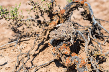 Close portrait of Phrynocephalus helioscopus agama in nature