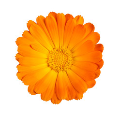  Marigold flower - obrazy, fototapety, plakaty