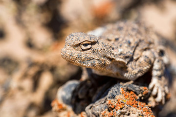Close portrait of Phrynocephalus helioscopus agama in nature