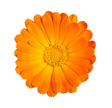  Marigold flower
