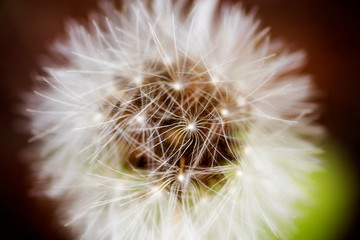 Dandelion flower extreme macro background fine art in high quality prints products 50,6 Megapixels