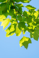 sunlit leaves of sycamore as natural background