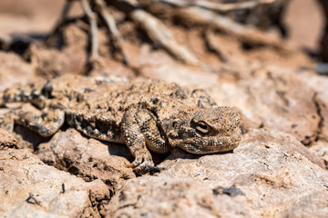 Close portrait of Phrynocephalus helioscopus agama in nature