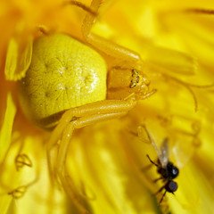 Yellow flower spider hunting flies sitting on a blossoming dandelion