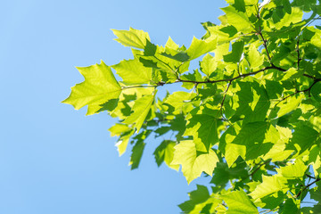 sunlit leaves of sycamore as natural background