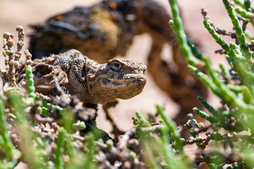 Close portrait of Phrynocephalus helioscopus agama in nature