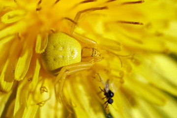 Yellow flower spider hunting flies sitting on a blossoming dandelion