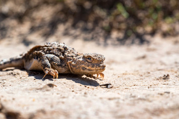 Close portrait of Phrynocephalus helioscopus agama in nature
