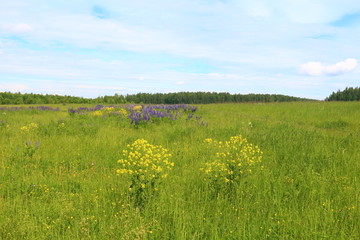 Field of yellow flowers