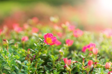 Beautiful flowers colorful In spring garden