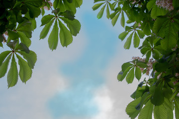 Chestnut leaves against the sky