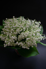 Lily of the valley flowers on a black background 1