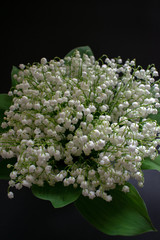 Lily of the valley flowers on a black background 4