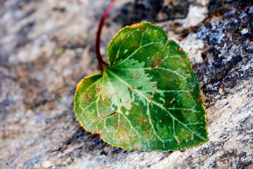 Heart leaf macro background fine art in high quality prints products 50,6 Megapixels