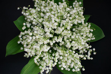 Lily of the valley flowers on a black background 5
