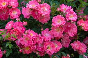 beautiful pink roses blooming in the garden