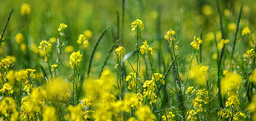 Background, rapeseed field, flowering rapeseed. Seeds of the rape plant, used chiefly for oil. Bright Yellow color. Selective focus, copy space. Banner