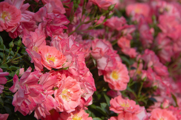 beautiful pink roses blooming in the garden